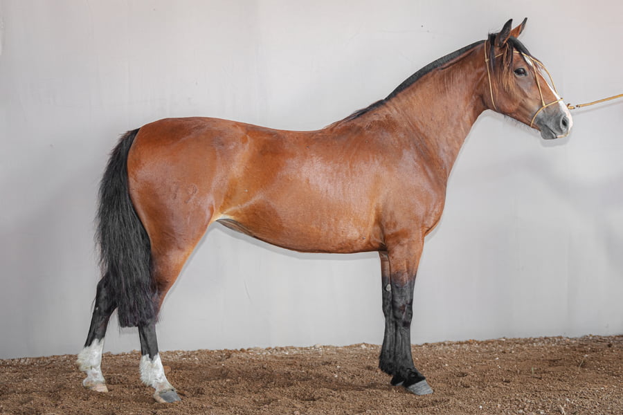 Lote Rincon Querendona - Cabaña La Higuera