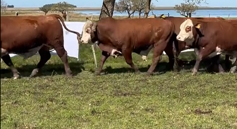 Lote TOROS BRAFORD "A. OCANTO"