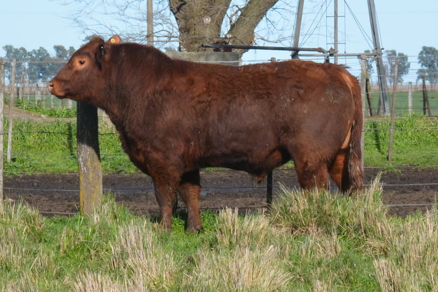 Lote Toros PC