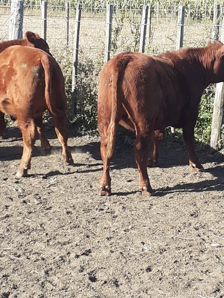 Lote 13 Terneros en Gral. Lamadrid, Buenos Aires