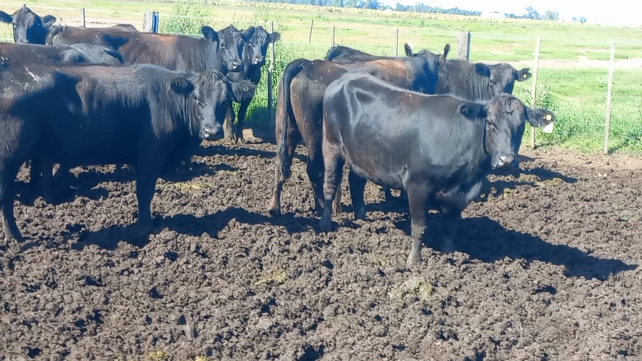 Lote 44 Vacas nuevas C/ cria en Laprida