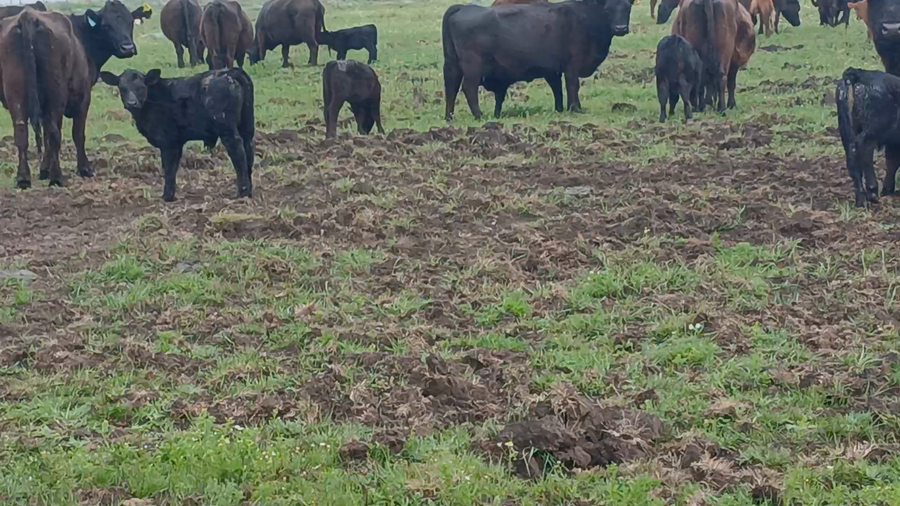 Lote 64 CUT con cría  en Buenos Aires, Necochea