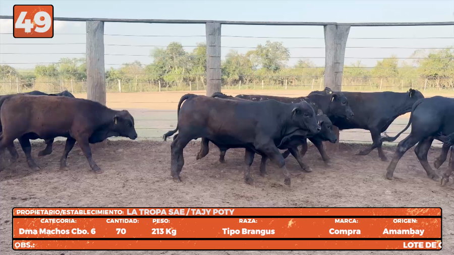 Lote LOTE 49