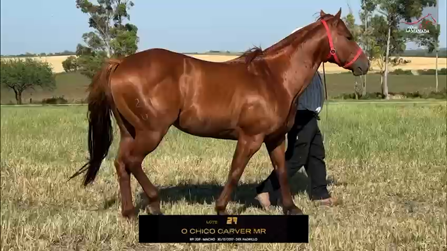 Lote O CHICO CARVER MR