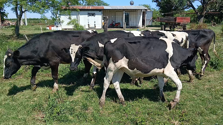 Lote 23 Terneros Holando Argentino en Egusquiza, Santa Fe