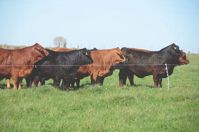 Lote CORRAL 29