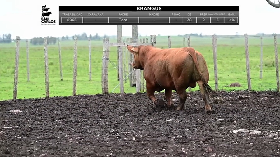 Lote Toros a remate en La Magdalena y San Carlos, Artigas
