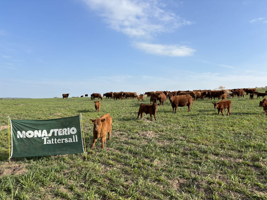 Lote 100 Terneros A TÉRMINO en Carhue