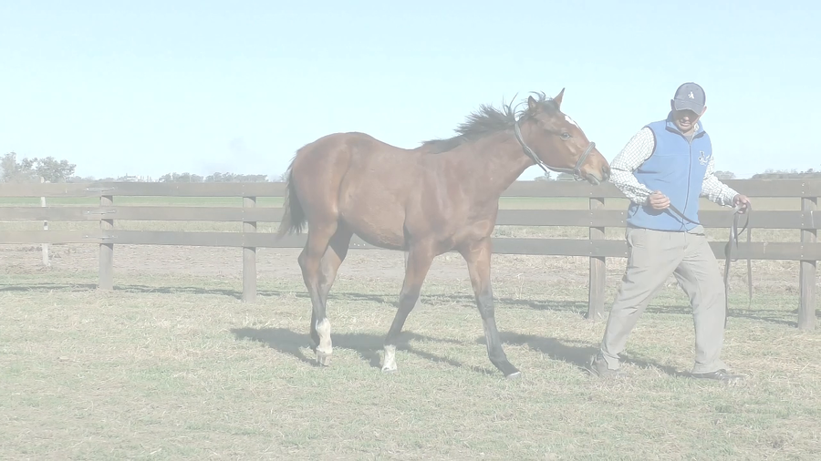 Lote ANOTA BIEN (KING GUILLERMO -  CAMPIRINA)