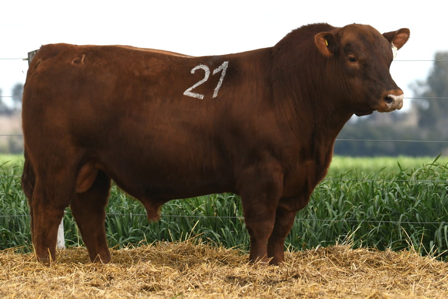 Lote TORO ANGUS PC