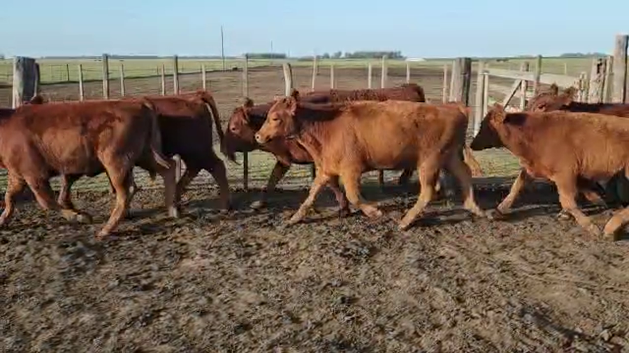 Lote 100 TERNS MACHOS, GUAMINI, PCIA. DE BS. AS.