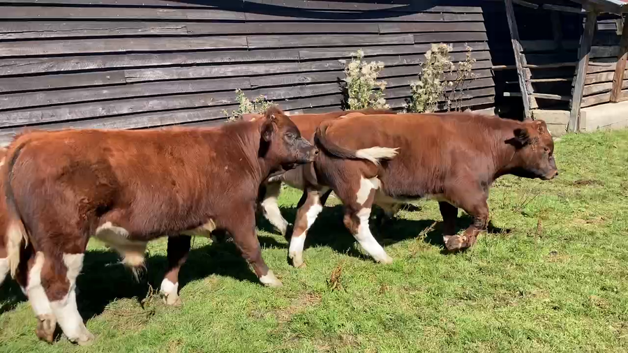 Lote 25 Ternero en Cisnes, XI Región Aysén