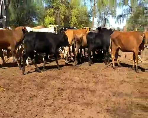 Lote 36 Vacas en Monte Quemado, Santiago del Estero