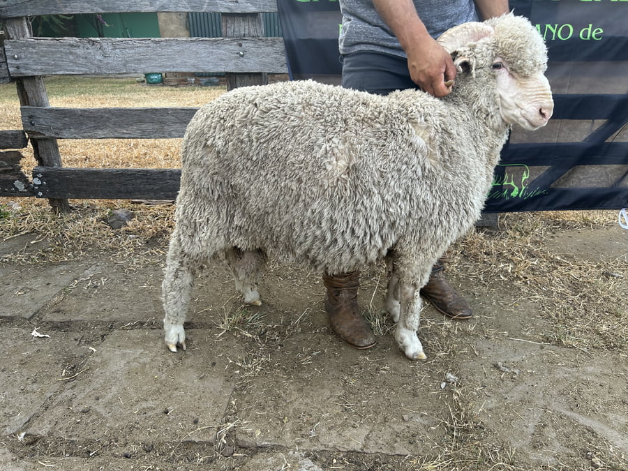 Lote Borrego 2D (MO: Si)