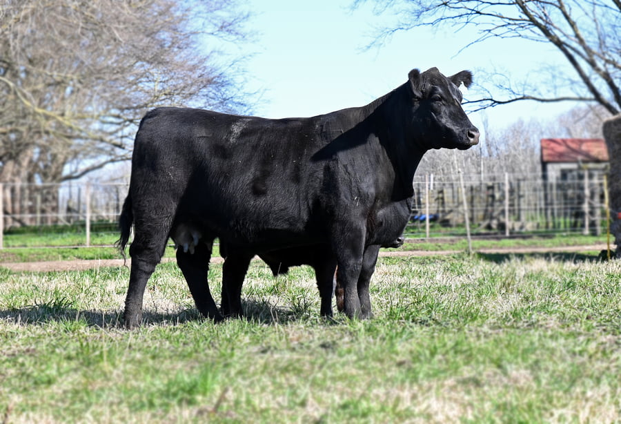 Lote VAQUILLONA PURA DE PEDIGREE