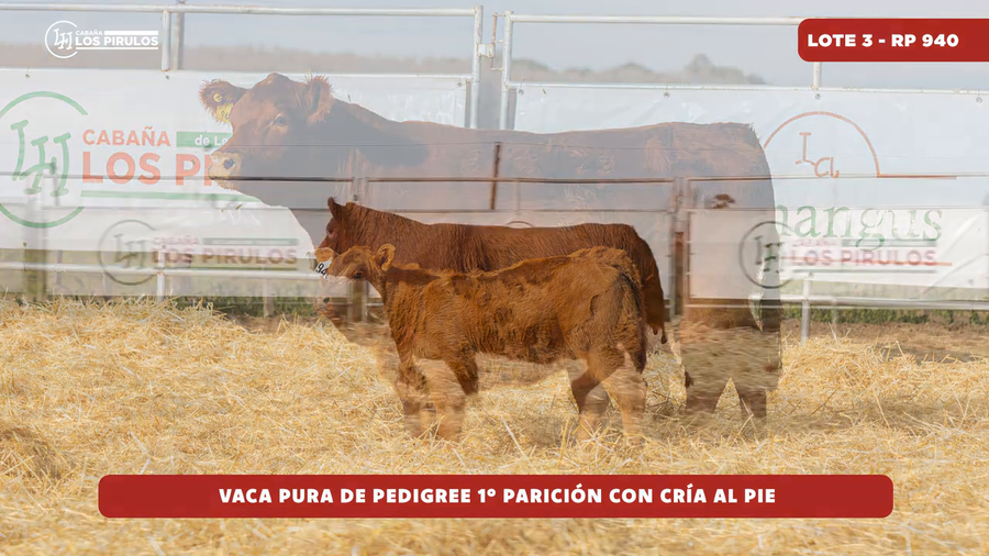 Lote VACA PURA DE PEDIGREE - 3 años - 1ra parición - con cría al pie