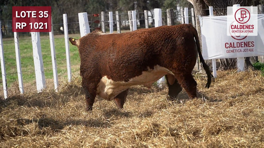 Lote Toro PR