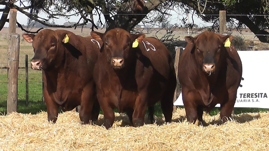 Lote Toros PC Colorado