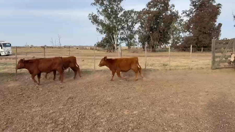 Lote 110 Terneros en Viamonte, Córdoba