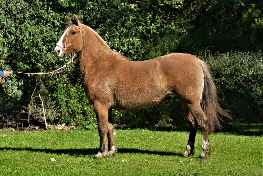 Lote CARULO LA RIENDITA