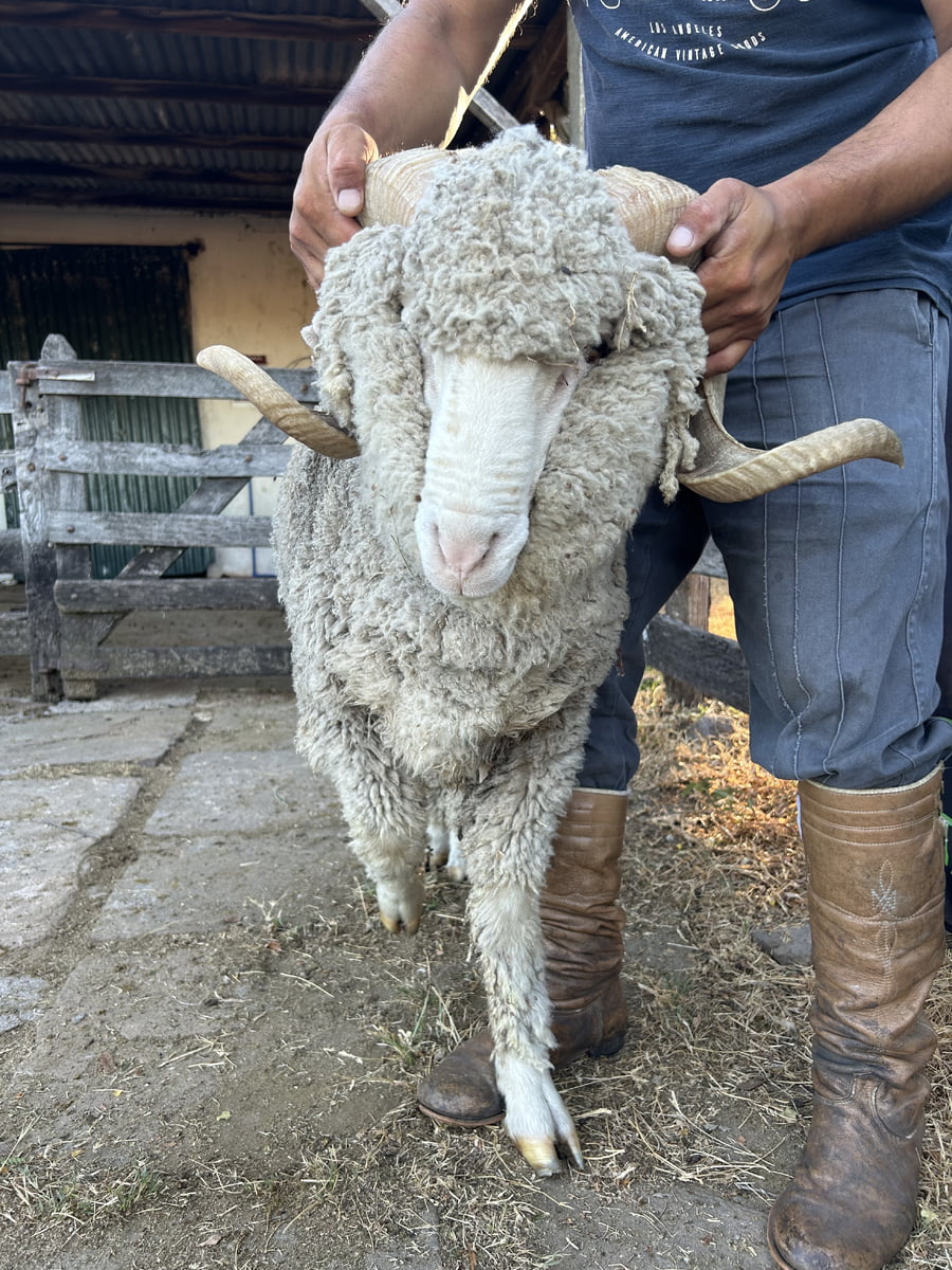 Lote Borrego 4/6D (MO: Si)