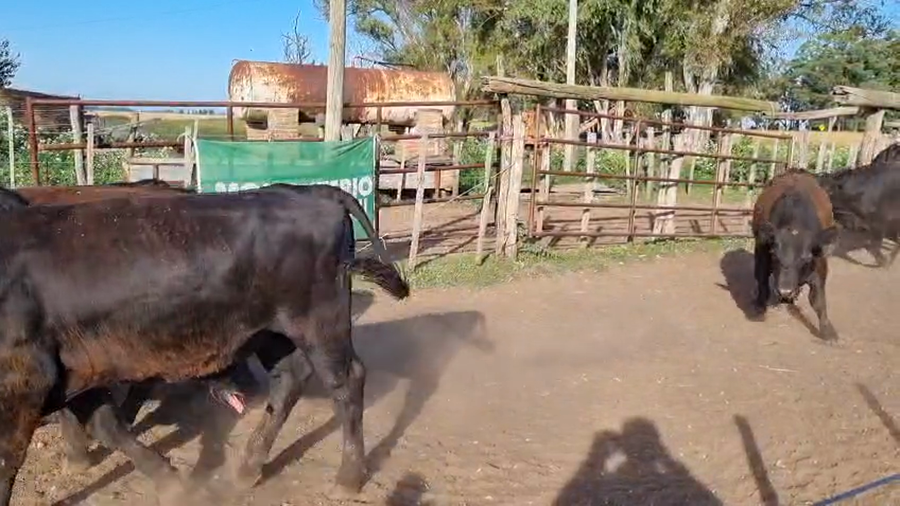 Lote 60 MEJ / Macho Entero Joven en 9  de Julio