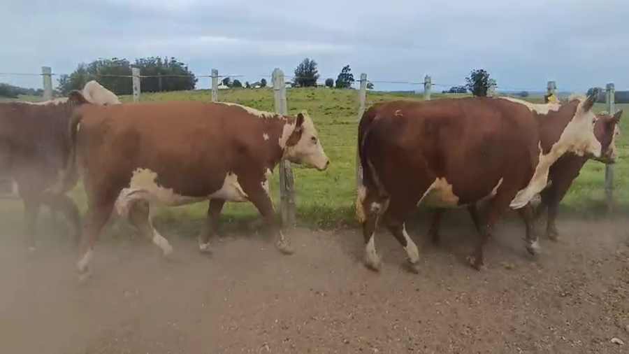 Lote 20 Vaca a remate en Pantalla Camy, Maldonado