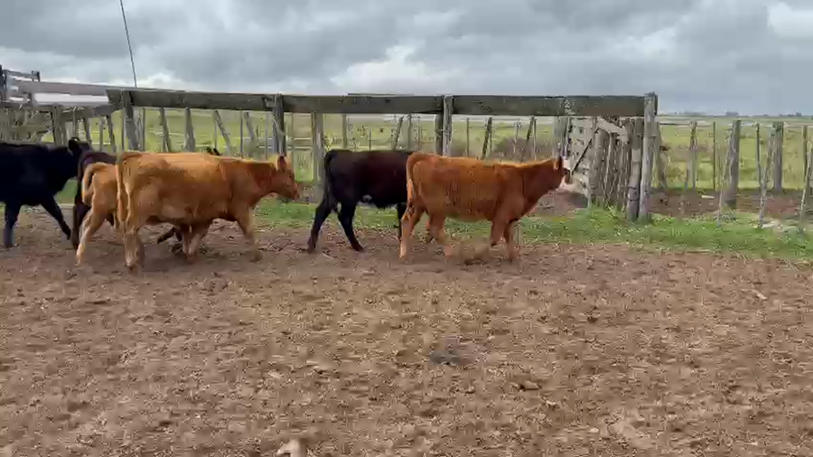 Lote 41 TERNS MACHOS Y HEMBRAS, PEHUAJO, PCIA. DE BS. AS.