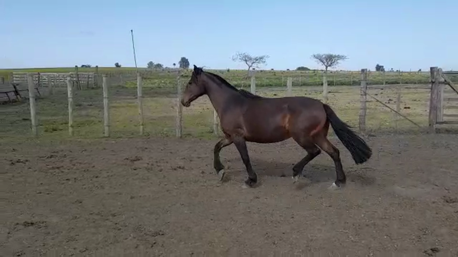 Lote LA TIGRA ALEGRIA RP169