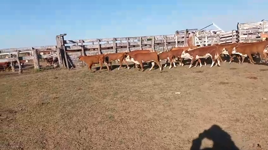 Lote 75 Terneros en Corrientes, Curuzu Cuatia