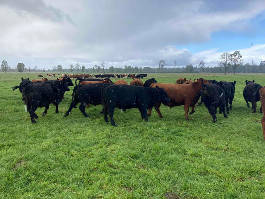 Lote 54 Novillo Engorda en Puerto Varas, X Región Los Lagos