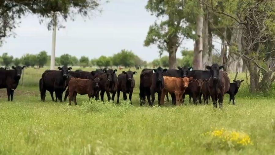 Lote 20 AL CTE NUEVAS
