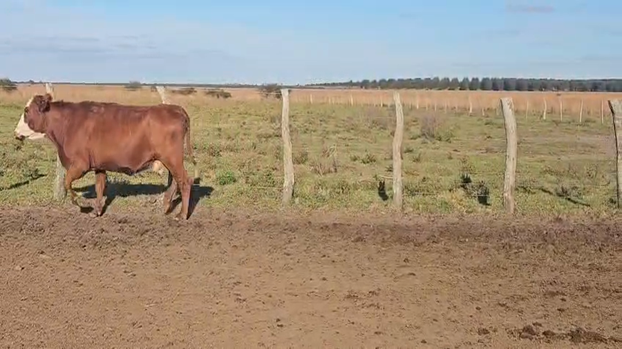 Lote 20 Vacas de invernar