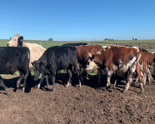 Lote Novillos
