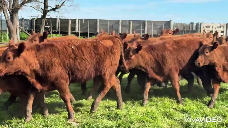 Lote 30 Vaquillonas P/ entorar