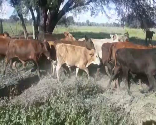 Lote 55 Terneros en Clorinda, Formosa