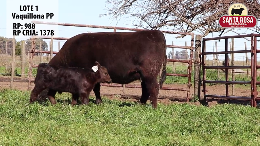 Lote VAQUILLONAS CON CRIA