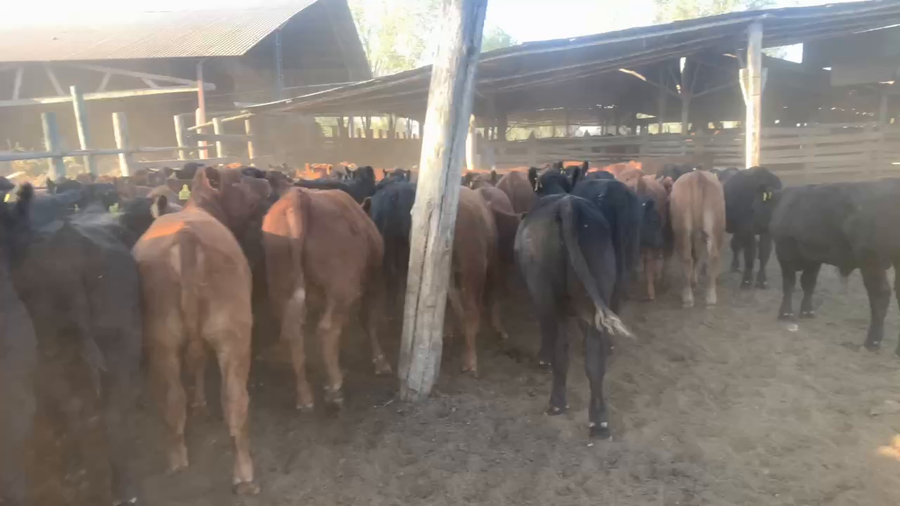 Lote 115 Ternero en San Clemente, VII  Región Maule