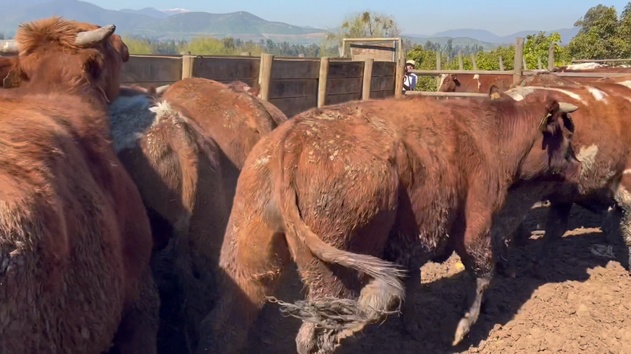 Lote 45 Novillo Gordo en Melipilla, Región Metropolitana