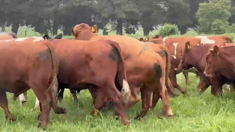 Lote 53 Novillo Engorda en Purranque, X Región Los Lagos