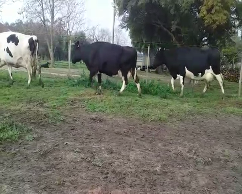 Lote 3 Vacas de Invernada en San José