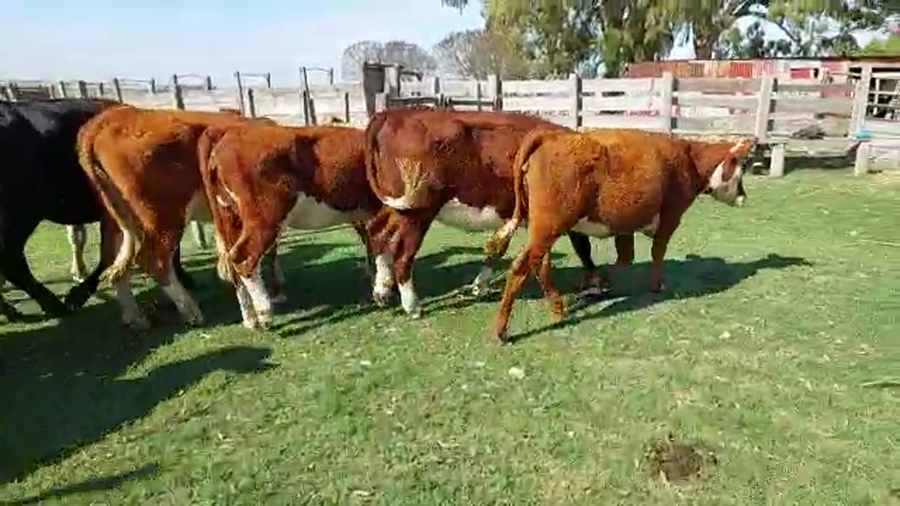Lote 11 Vaquillonas Hereford y Angus