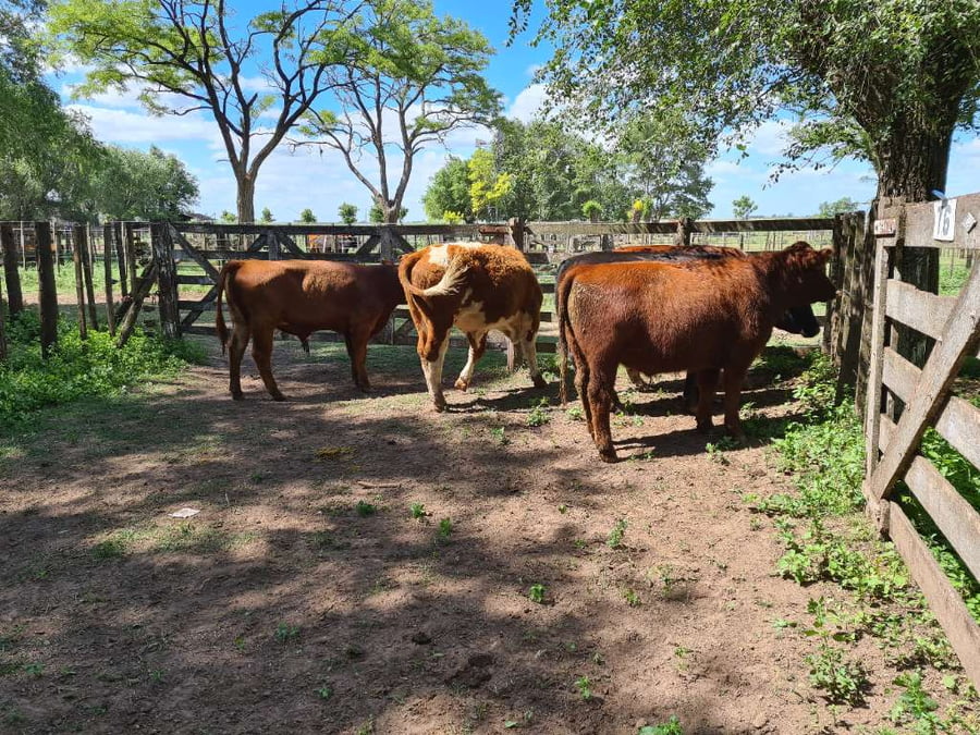 Lote 5 Novillitos en Gral. Lamadrid, Buenos Aires