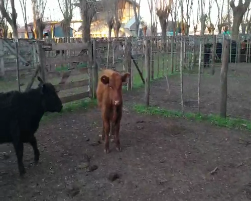 Lote 4 Terneros en Gral. Lamadrid, Buenos Aires