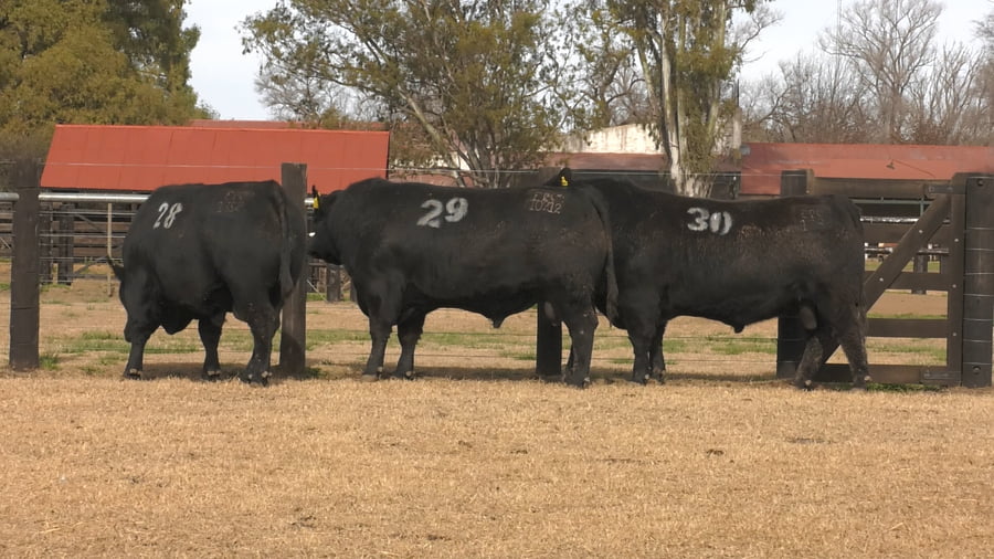Lote TOROS ANGUS PUROS CONTROLADOS