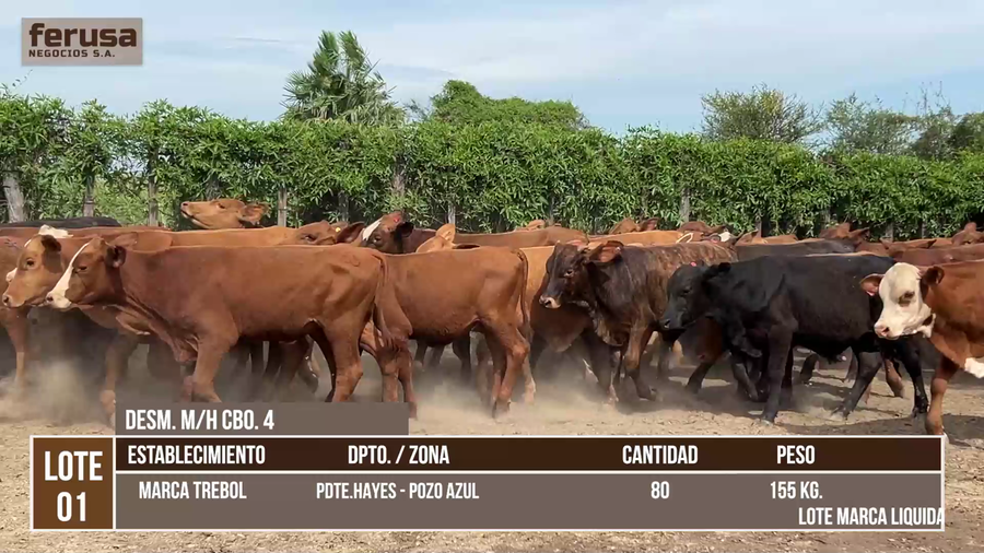 Lote LOTE 1