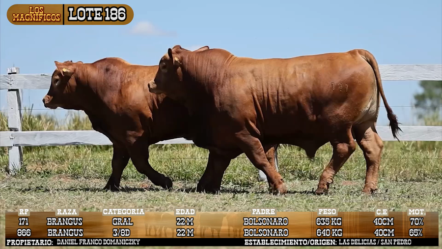 Lote LOTE 186 - VIVO
