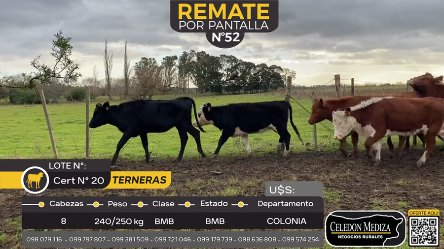 Lote 8 Terneras en La Horqueta, Colonia