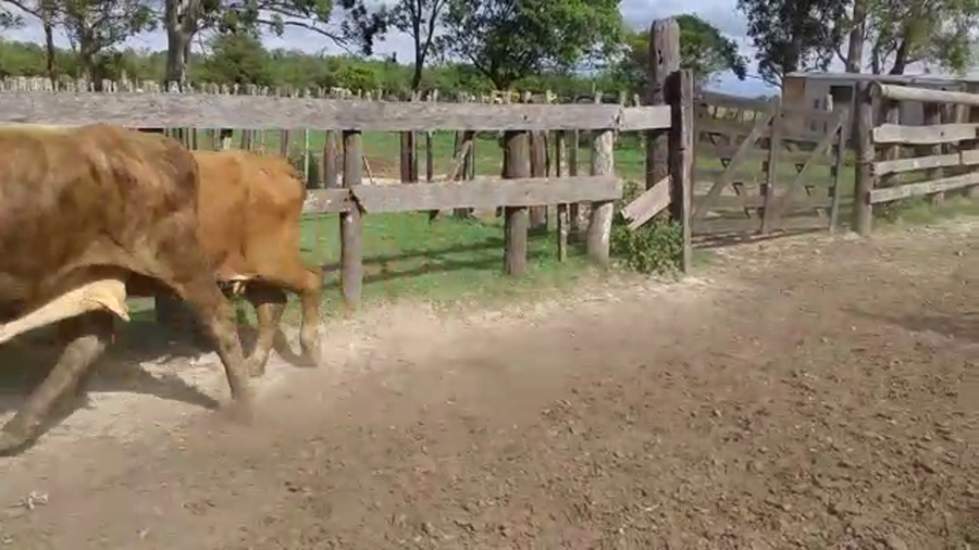 Lote 55 Vacas de invernar en Berón de Astrada, Corrientes