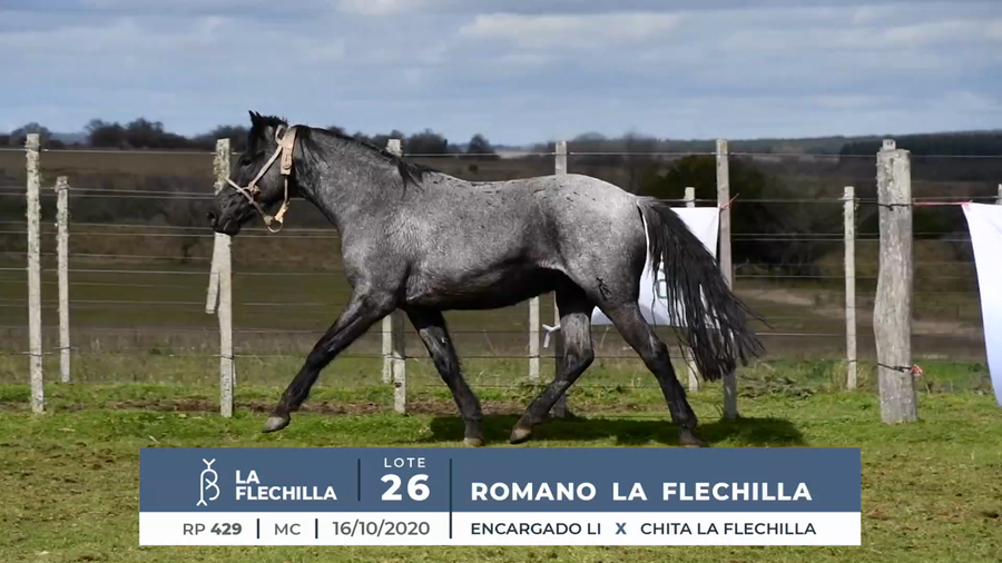 Lote ROMANO LA FLECHILLA
